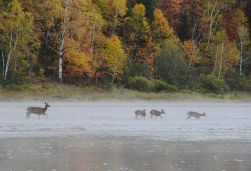 Deer seen on an Allagash Canoe Trip