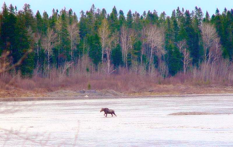 Maine moose crossing the St John river