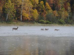 Four deer in river   